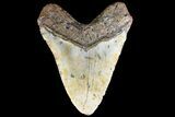 Fossil Megalodon Tooth - North Carolina #83975-2